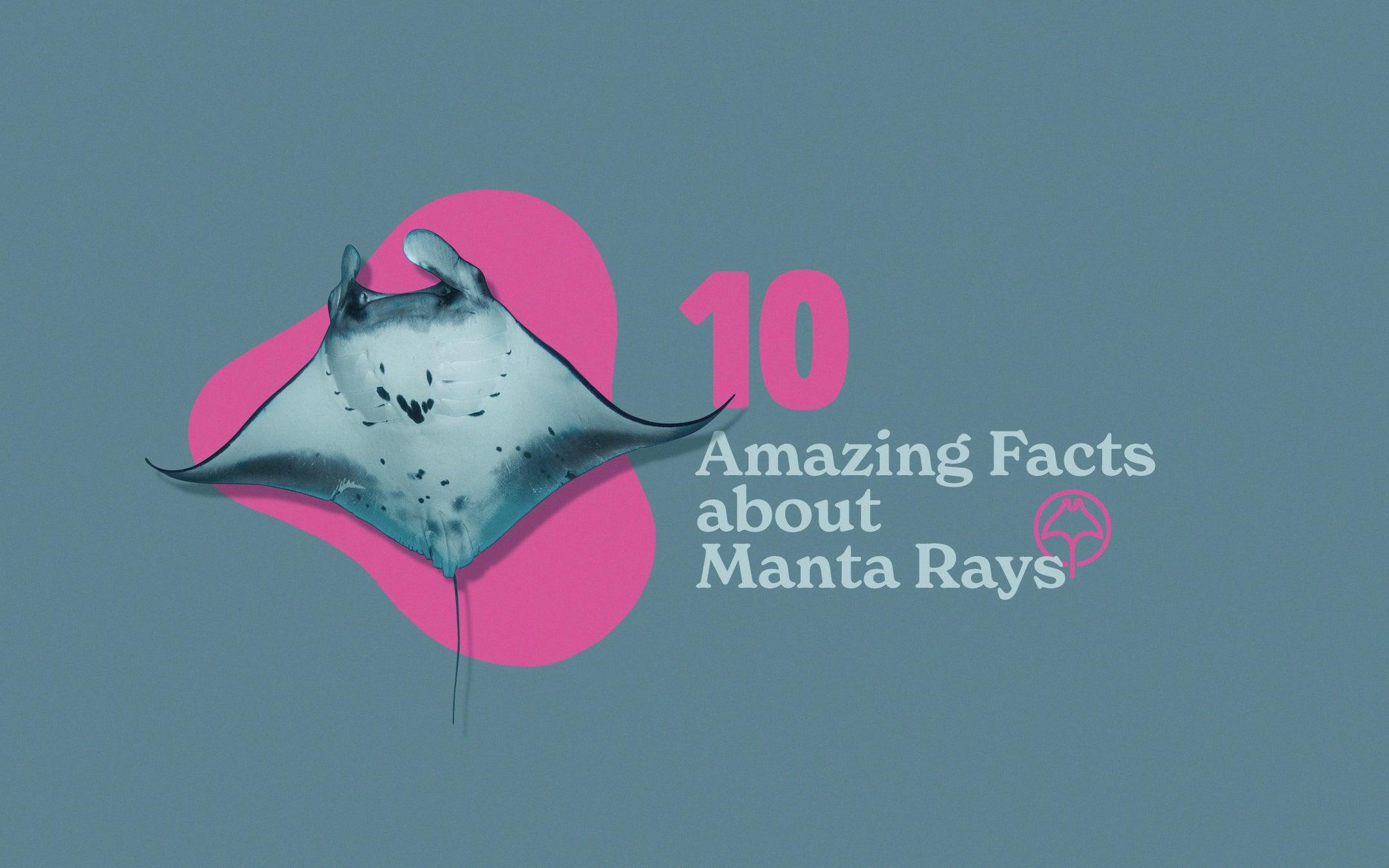 10 Amazing Facts About Manta Rays - Cape Clasp