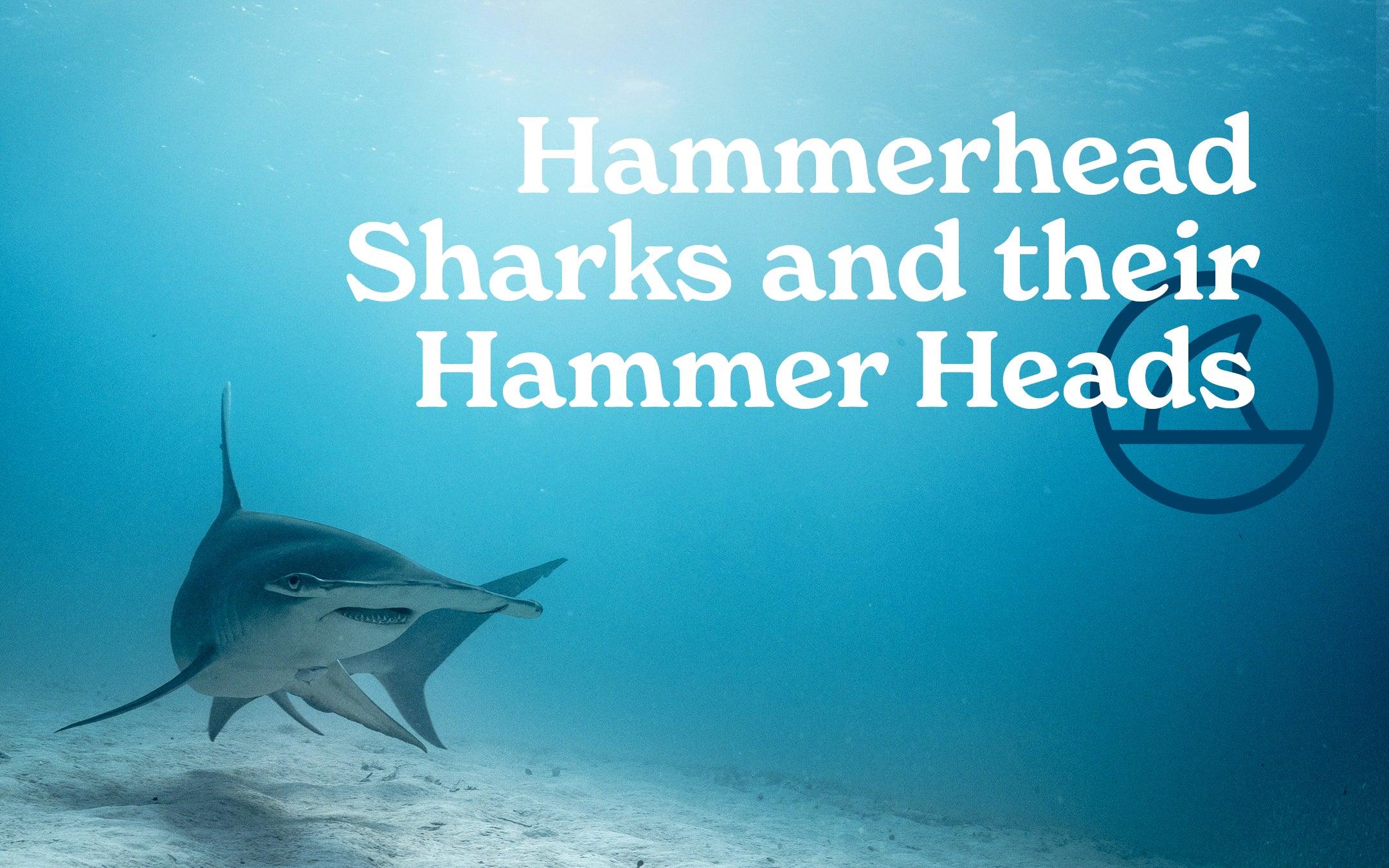 Hammerheads and Their Hammer Heads – Cape Clasp
