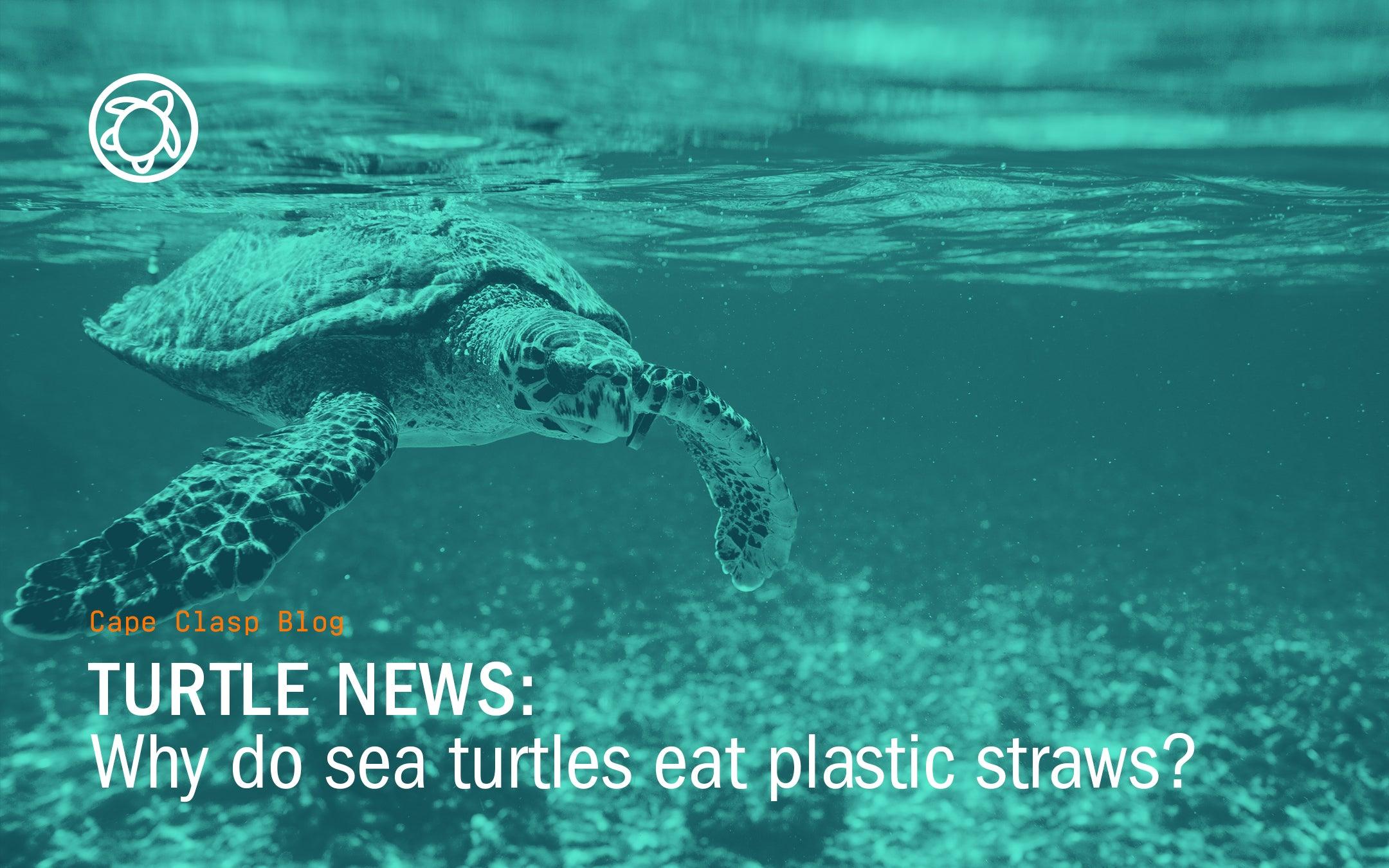 Why Do Turtles Like To Eat Plastic Straws? - Cape Clasp